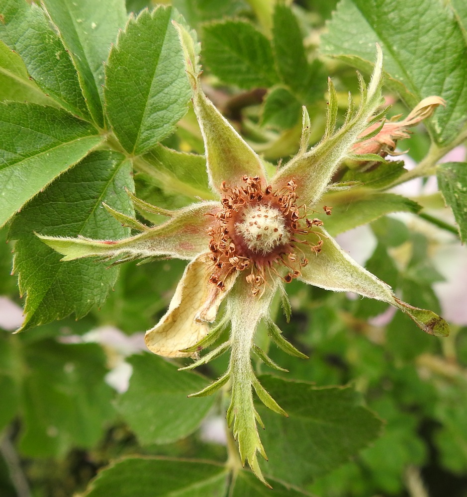 Rosa caesia - himmeäorjanruusun kukassa on viisi verholehteä. Ne ovat hyvin kapeanpuikeat, kärkiosasta kapean pitkäsuippuiset ja sivuliuskaiset tai liuskattomat sekä ulkopinnalta vaihtelevasti ja sisäpinnalta tiheästi villakarvaiset. Verholehdet ovat tavallisesti noin 15-25 mm pitkät ja tyveltään noin 3-5 mm sekä kärkiosastaan noin 0,5-2 mm leveät. Emin karvaiset vartalot luotteineen ovat matalana, tiiviin patjamaisena ja runsaana ryhmänä. Ne nousevat noin 1-1,5 mm kukkapohjuksen kärkikiekkoa korkeammalle. A, Eckerö, Käringsundby, Käringsundsvägenin (tie 106) länspuoli, Käringsundin rannassa olevien venevajojen kohdalla oleva rantakallioalue, 9.7.2017. Copyright Hannu Kämäräinen.