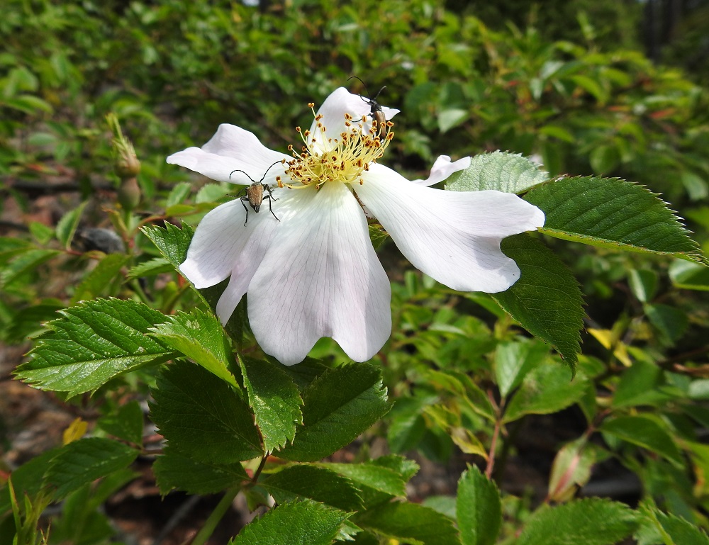Rosa canina - kaljukoiranruusun kukissa viihtyvät mm. hurmekukkajäärät, Anoplodera sanguinolenta, jotka syövät siitepölyä ja helposti lentävinä kovakuoriaisina voivat hoitaa myös osan kukkien pölytyksestä. 20.6.2023. Copyright Hannu Kämäräinen.