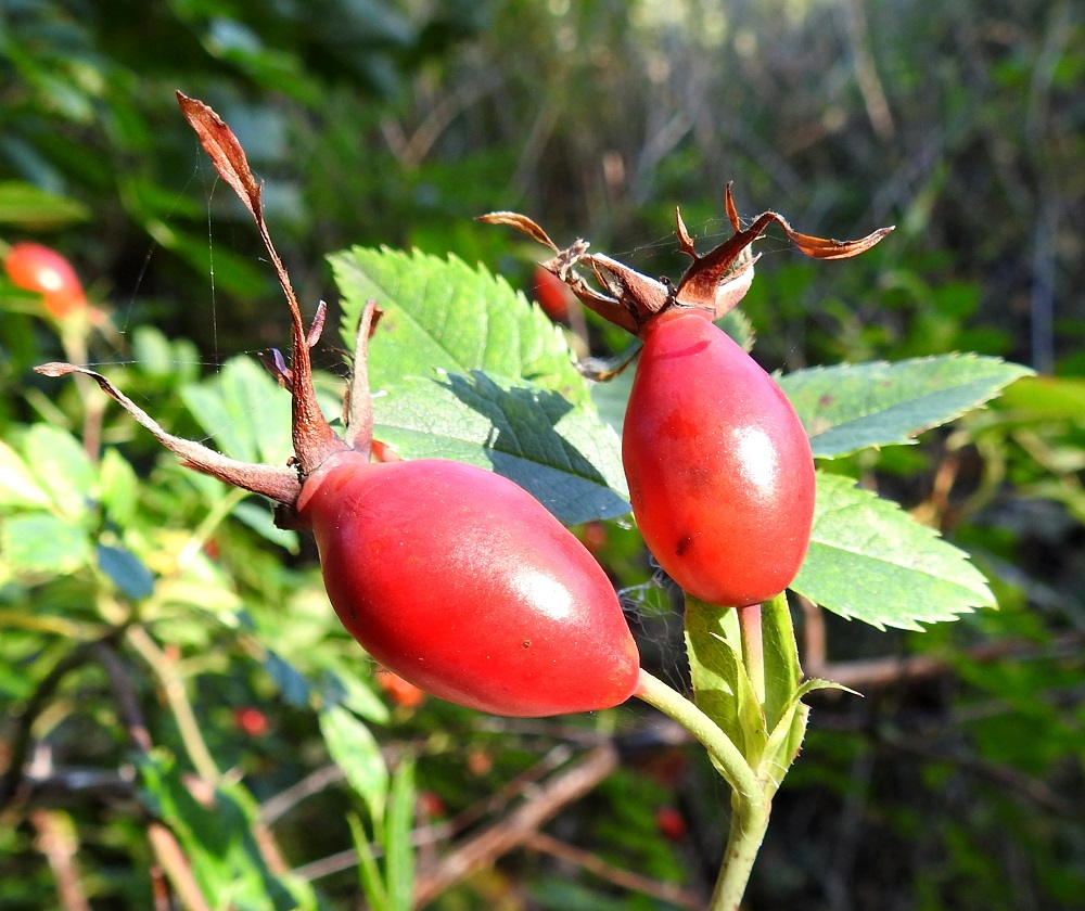 Rosa dumalis - heleäorjanruusun kukkapohjuksesta paisuu kypsänä punainen, marjamainen ja kalju kiulukka, joka on pitkänomainen, harvemmin munamainen ja tavallisesti noin 20-25 mm pitkä sekä noin 12-16 mm paksu. Kiulukka kypsyy syyskuussa ja pehmenee myöhemmin. Verholehdet pysyvät pitkään kiulukan kärjessä. U, Pyhtää, Ahvenkoski, Valtatien (tie 170) etelälaidalla olevan P-paikan alapuolinen metsikkörinne, 11.9.2019. Copyright Hannu Kämäräinen.