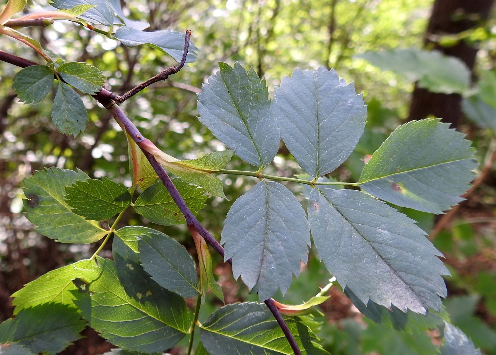 Rosa glauca - punalehtiruusun lehdet ovat korvakkeelliset, ruodilliset ja päätöpariset. Lehtilavassa on viidestä seitsemään lehdykkää niin, että kärkilehdykän lisäksi lehdykkäpareja on kaksi tai kolme. Lehdykkä on molemmin puolin kalju ja sen yläpinta on sinivihreä tai ruskehtavan punertava. Vuosikasvaimet ovat vähäpiikkiset. EH, Hämeenlinna, Kankaantausta Luolajan kaupunginosan rajalla, Nuppola, Luolajanharjun laella kulkevan ulkoilu-uran laide, harjumetsä, 15.8.2024. Copyright Hannu Kämäräinen.