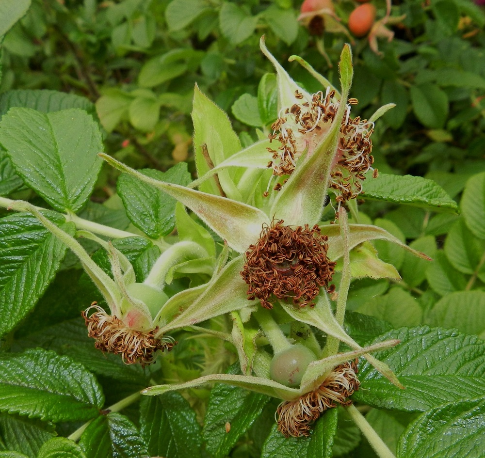 Rosa rugosa - kurtturuusun kukkaperä on yleensä noin 20-30 mm pitkä ja useimmiten huopakarvainen. Kukassa on viisi verholehteä. Ne ovat hyvin kapeanpuikeat, kärkiosastaan kapean pitkäsuippuiset tai kärjestään hieman levenevät ja liuskattomat. Laidat ovat muuten ehyet, mutta jos kärki on levenevä, se on usein pienihampainen, kuten kuvan ylöspäin osoittavassa verholehdessä. Verholehdet ovat molemmin puolin hyvin tiheäkarvaiset ja ulkopinnaltaan usein myös nystykarvaiset sekä toisinaan myös eripituiset. Ne ovat tavallisesti noin 20-40 mm pitkät ja tyveltään noin 5-7 mm sekä kärkiosastaan noin 1,5-2 mm leveät. EH, Hämeenlinna, Käikälä, Paikkalantien ja teollisuusraiteen välinen ruohikko- ja pensaikkoalue pääradan alikulun itäpuolella 1.9.2012. Copyright Hannu Kämäräinen.