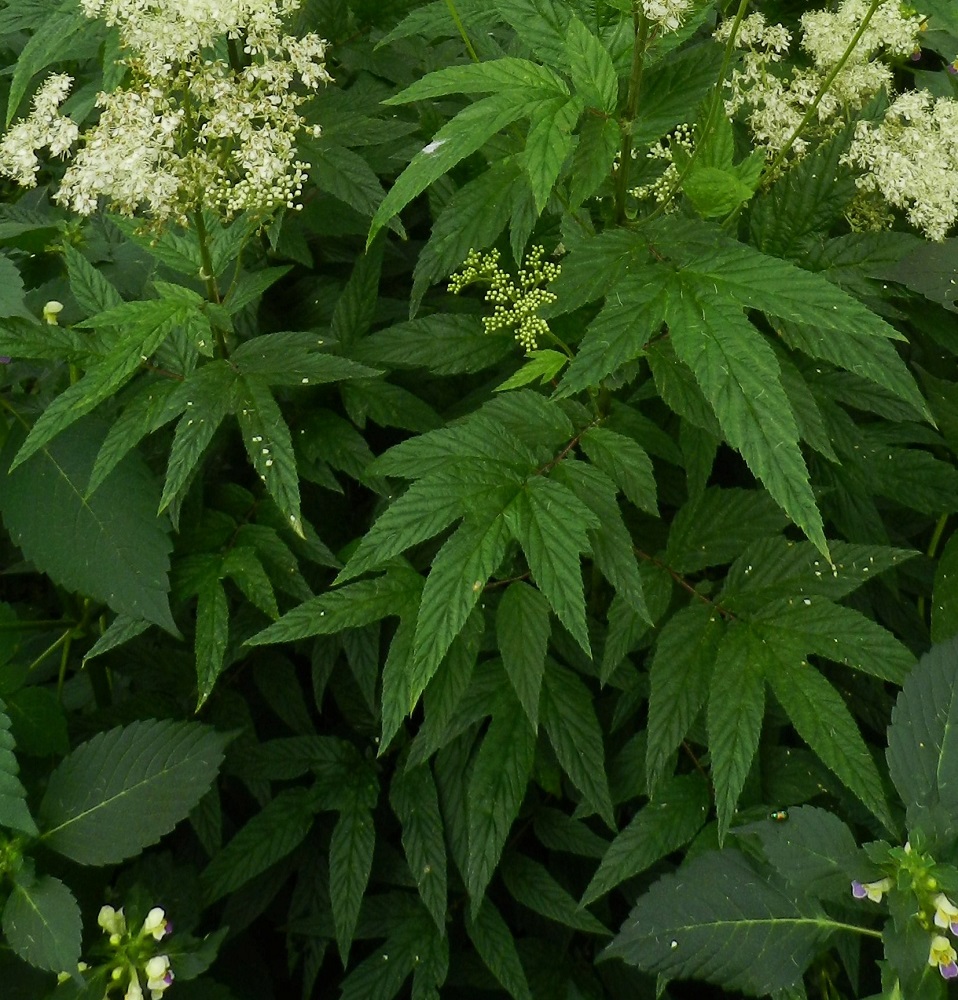 Filipendula ulmaria - (niitty)mesiangervon varsilehdet ovat kierteisesti. Parilehdykkäinen lehtilapa on tavallisesti noin 5-25 cm pitkä ja leveimmältä kohtaa noin 3-15 cm leveä. Päätölehdykän lisäksi ruodittomia lehdykkäpareja on yhdestä viiteen. EH, Hämeenlinna, Loimalahti, Hirsimäki, Metsälammentieltä lähtevän ja metsäkaistaa kulkevan kevyenliikenteenväylän laitaruohikko ja -metsikkö, 16.7.2012. Copyright Hannu Kämäräinen.
