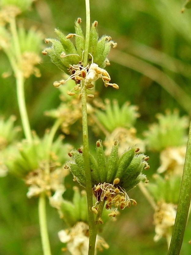 Filipendula vulgaris - sikoangervon pähkylä on karvainen, tavallisesti noin 3-4 mm pitkä ja leveämmältä sivultaan noin 1,5-2 mm leveä. V, Turku, Uittamon ja Katariinan välissä olevan Ispoisten uimarannan P-paikan laitarinne, 26.6.2019. Copyright Hannu Kämäräinen.