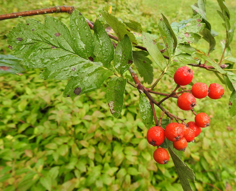 Hedlundia hybrida - suomenpihlajan marjoista ja siemenistä valtaosa kehittyy apomiktisesti eli ilman hedelmöitystä. Siemenistä kehittyvät taimet ovat emokasvinsa kopioita eli klooneja. Kukkapohjuksesta paisuva marja on pallomainen, kypsänä mehevä, punainen ja tavallisesti noin 10-14 mm läpimitaltaan. Kuvassa olevan lehden tyvellä näkyy jo tulevan kesän lehden silmu, joka on ruskea ja noin 5-7 mm pitkä. EH, Hämeenlinna, Loimalahti, Kuokkamaa, Sammontien ja Myllyojantien kulmaus, istutettu puu,16.9.2024. Copyright Hannu Kämäräinen.