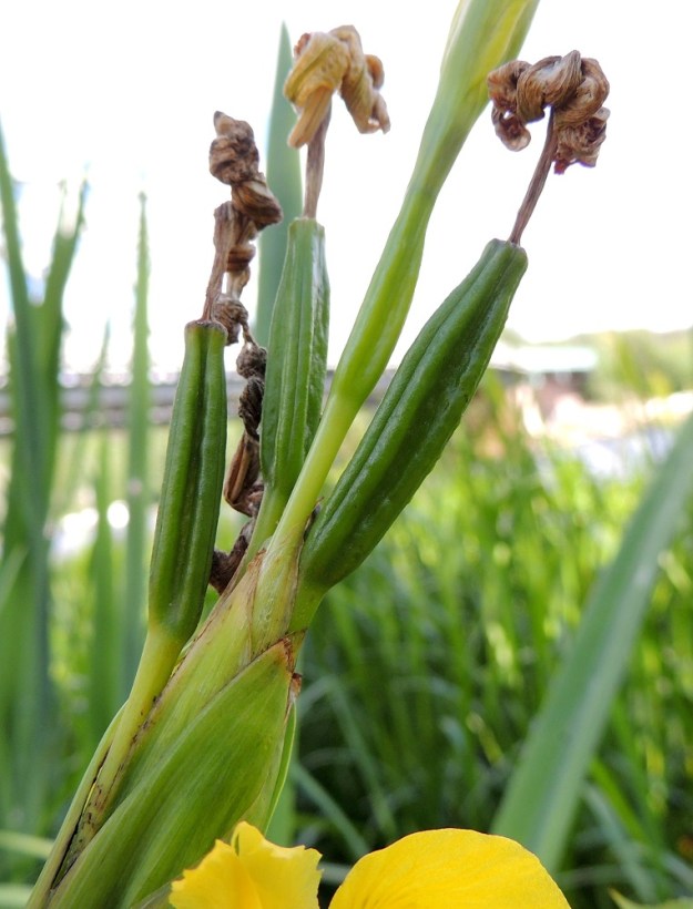 Iris pseudacorus - keltakurjenmiekan kuvassa olevassa latvaryhmässä on neljä kukkaa, joista yksi on juuri noussut suojuslehtensä sisältä ja kasvattanut noin 2-5 cm pitkän peränsä. Perän jatkeena on kehänalainen, sukkulamainen sikiäin, joka on kukintavaiheessa noin 15-20 mm pitkä. Sen yläpuolella näkyy osittain kehän torvimainen tyvi. Muut kukat ovat jo kukkineet ja kehälehdet lakastuneet sykkyrälle. Niiden sikiäin on jo paisumassa kodaksi. EH, Hämeenlinna, Puistonmäki, Vanajaveden länsiranta rautatiesillan vieressä, 21.6.2013. Copyright Hannu Kämäräinen.