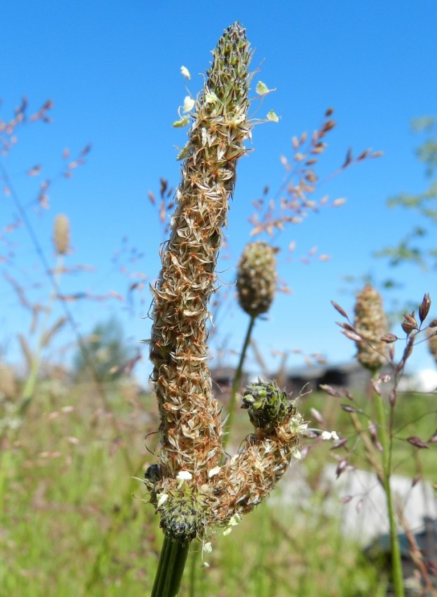Plantago lanceolata - heinäratamon kukintotähkien toinen toistaan ihmeellisempiä kasvupoikkeamia oli kuvan kasvupaikalla useita. Liekö ne johtuivat vioittuneesta perimästä, taudista vai maaperässä olevasta häiriötekijästä. Poikkeamilla on vain kuriositeettimerkitys, mutta näyttävän erikoisuutensa vuoksi ne pääsivät mukaan tähän kuvasarjaan. St, Pori, Reposaari, koillisrannan satamakenttäalue, joka vanhaa purjelaivojen painolastialuetta, 19.7.2012. Copyright Hannu Kämäräinen.