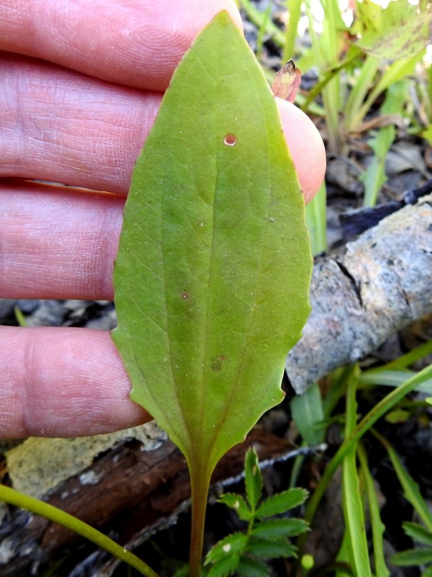Plantago major subsp. intermedia - rantapiharatamon lehtilapa on kellertävänvihreä jatavallisesti noin 2-10 cm pitkä sekä leveimmältä kohtaa noin 1-4 cm leveä. Se on yleensä yli kaksi kertaa leveytensä pituinen (kuvan lehdellä kerroin on 2,4). Kyläpiharatamon lehti on yleensä enintään puolitoista kertaa leveytensä pituinen. 18.7.2021. Copyright Hannu Kämäräinen.