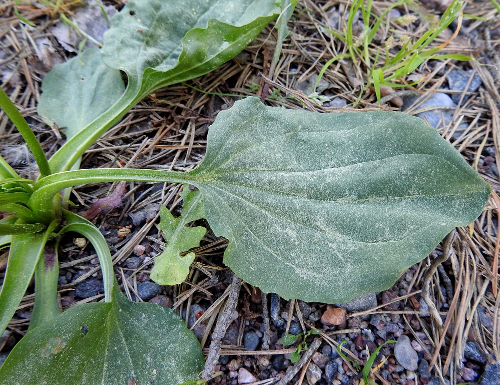 Plantago major subsp. major - kyläpiharatamon ruusukelehtien ruoti on yleensä noin 2-20 cm pitkä. Lehtilapa on lähinnä puikea tai leveänpuikea, tyveltään pyöreähkö tai matalan herttamainen ja kärjestään tylpän pyöreä tai lyhyesti suippo. U, Hanko, niemen pohjoislaita, Hopearannan (Silverstrand) leirintäalue, merenrantaan vievän pääväylän varren hiekka-alue, 11.6.2021. Copyright Hannu Kämäräinen.