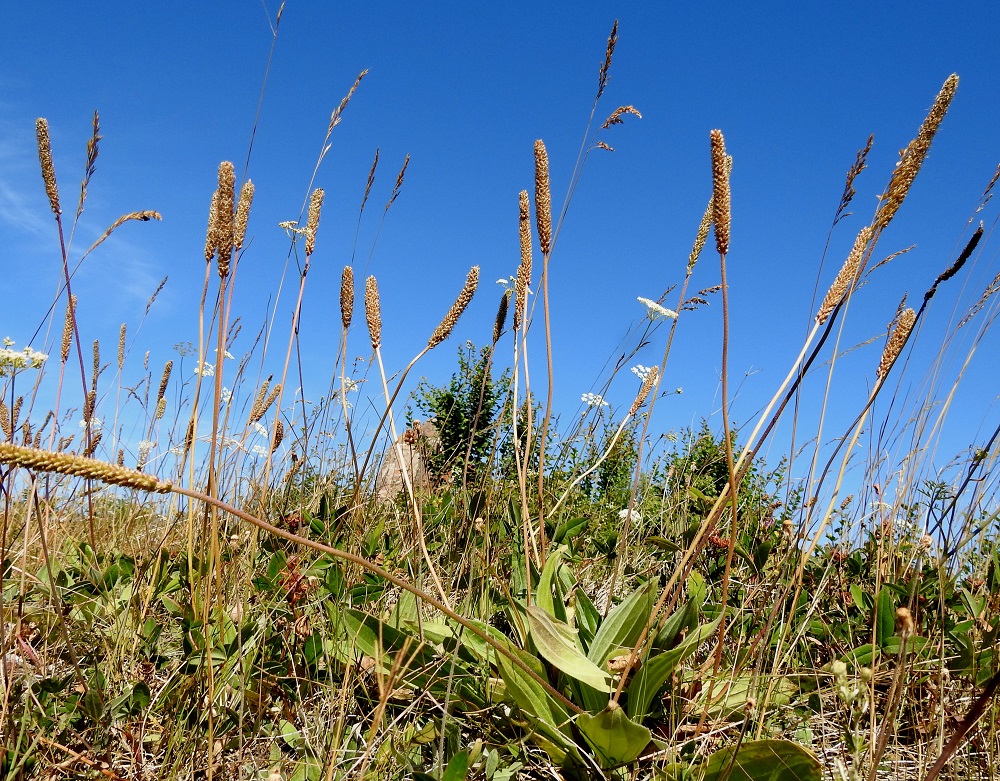 Plantago media - soikkoratamon koreus on kukinnan jälkeen kuin poispyyhkäisty ja ruskeiksi kuivuvat varret sekoittuvat muun kasvillisuuden joukkoon muistuttaen lähinnä törröttäviä heiniä, kuten tähkiöitä tai puntarpäitä. A, Sund, Bomarsund, päälinnoituksen raunioalueen etelälaidan vallin päällys, 12.7.2022. Copyright Hannu Kämäräinen.