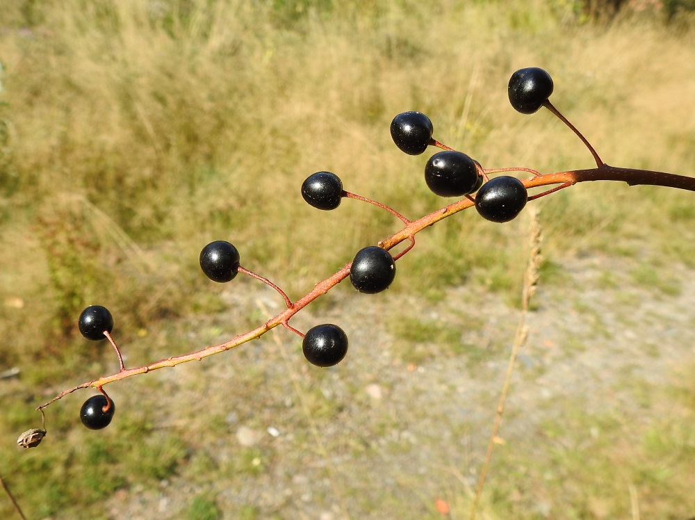 Prunus padus subsp. padus - etelänlehtotuomen hedelmä on sikiäimestä paisuva luumarja, joka on lähes tai aivan pallomainen, kypsänä kiiltävän musta ja tavallisesti noin 5-8 mm läpimitaltaan. Marjat ovat karvaanmakeat, ja niitä luullaan usein myrkyllisiksi, vaikka ne eivät sitä ole. Marjojen hyötykäyttö on olemattoman vähäistä. EH, Hämeenlinna, Keinusaari, Varikonniemi, eteläosan avoimempi, niittymäinen alue, 20.8.2022. Copyright Hannu Kämäräinen.