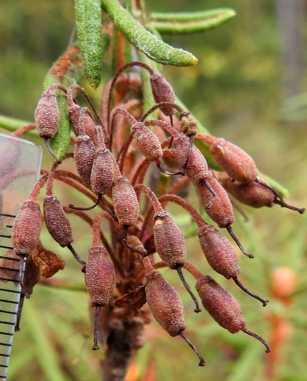 Rhododendron tomentosum - suopursun kota on kypsänä ruskea ja tiheästi lyhyen nystykarvainen. Se on noin 4-6 mm pitkä ja leveimmältä kohtaa noin 2,5-3 mm paksu. Sen kärjessä pysyy loppuun asti emin kuivunut vartalo. EH, Hämeenlinna, Pullerinmäki, Ahvenistonharjun juurella olevan Kahtoilammen luoteispään rantanevan laitaräme, 15.9.2021. Copyright Hannu Kämäräinen.
