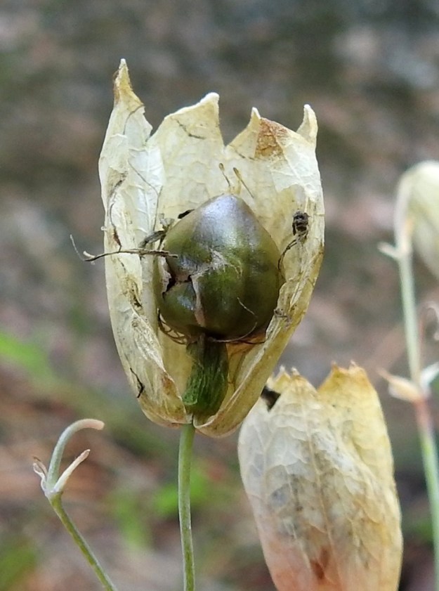 Silene vulgaris subsp. vulgaris var. litoralis - suomenlahdennurmikohokin hedelmä on leveän munanmuotoinen tai lähes pallomainen, kellanvihreä tai -ruskea kota, joka on yleensä noin 7-8 mm pitkä ja noin 5-6 mm paksu. Se jää kokonaan verhiön sisälle. Kuvausta varten verhiö on avattu. 13.8.2024. Copyright Hannu Kämäräinen.