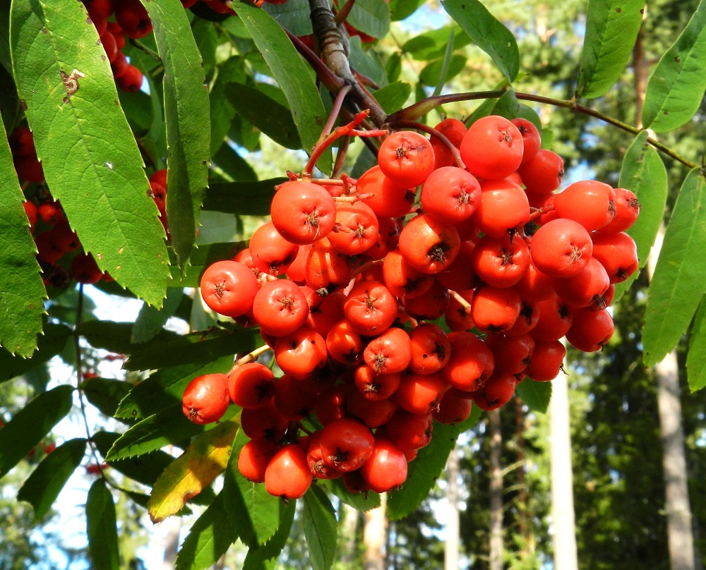Sorbus aucuparia ssp. aucuparia - etelänkotipihlajan marjat paisuvat kukkapohjuksesta. Ne ovat pallomaiset, kypsänä mehevät ja punaiset tai kellanpunaiset ja tavallisesti noin 8-10 mm läpimitaltaan. Marjat soveltuvat myös ihmisravinnoksi, vaikka niiden käyttö onkin vähäistä. Suuren omena- ja sorbiinihappopitoisuutensa vuoksi ne ovat sellaisenaan liian happamia ja karvaita syötäviksi. Niistä voi kuitenkin valmistaa mm. hilloa, hyytelöä ja mehua. EH, Hämeenlinna, Loimalahti, Hirsimäki, Näsiäntieltä yli kangaskumpareen Esikontielle vievän kävelytien laide, 4.9.2012. Copyright Hannu Kämäräinen.