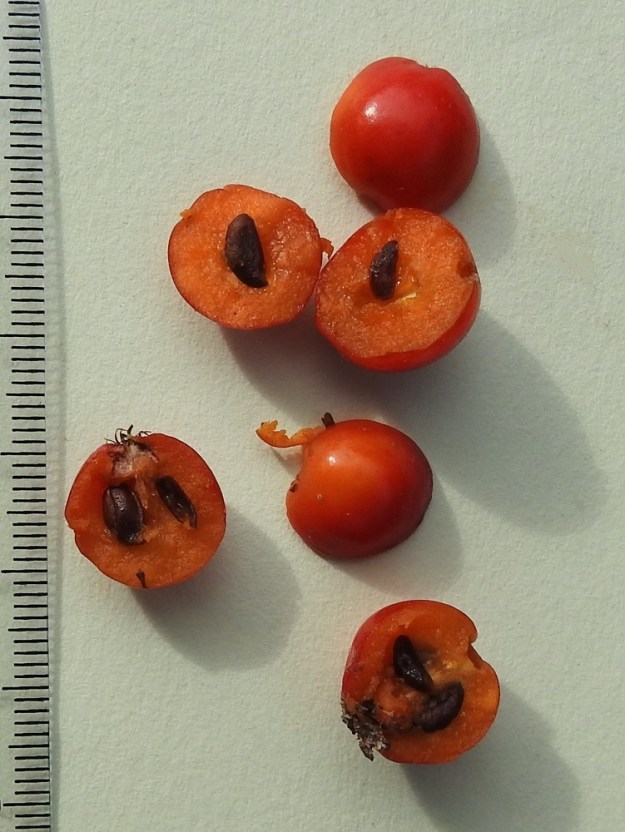 Hedlundia hybrida - suomenpihlajan marjoissa on täysin kehittyneitä siemeniä kahdesta kolmeen. Ne ovat litteähköt, yleensä toiselta laidaltaan suorat, toiselta kaarevat ja ruskeat sekä noin 5-6 mm pitkät ja leveämmältä sivultaan noin 2-3 mm leveät. EH, Hämeenlinna, Loimalahti, Kuokkamaa, Sammontien ja Myllyojantien kulmaus, istutettu puu, 16.9.2024. Copyright Hannu Kämäräinen.