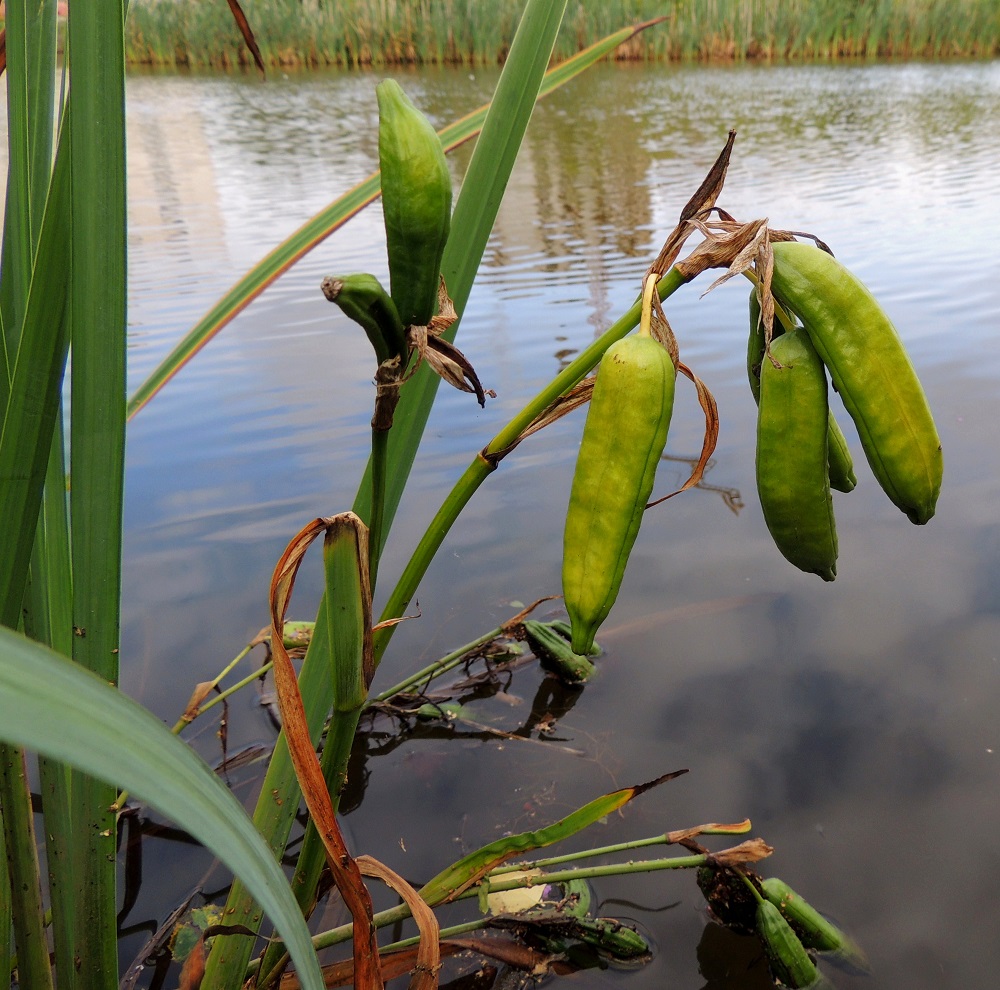 Iris pseudacorus - keltakurjenmiekan hedelmä on lieriömäinen kota, joka on suora tai hieman kaareva ja lyhytnokkainen muistuttaen minikokoista avomaan kurkkua. Se on tavallisesti noin 40-80 mm pitkä ja noin 15-25 mm paksu. U, Helsinki, Toukola, Arabianranta, Toukolan rantapuisto, Vantaanjoen suualueelle tehdyn lammikon ja siitä mereen laskevan uoman ranta, 10.8.2013. Copyright Hannu Kämäräinen.