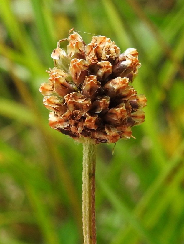 Plantago lanceolata - heinäratamon kota on melkein munanmuotoinen, pyöreähköpäinen ja kypsänä ruskehtava sekä yleensä noin 3-4 mm pitkä ja noin 2-2,5 mm leveä. Se avautuu suoraan poikittain noin keskikohdasta. A, Finström, Bastö, koilliskulma, Ekudden, tammi- ja saarnivaltainen niemi, niemen kärjen merenrantaniityn yläosa, 11.7.2022. Copyright Hannu Kämäräinen.