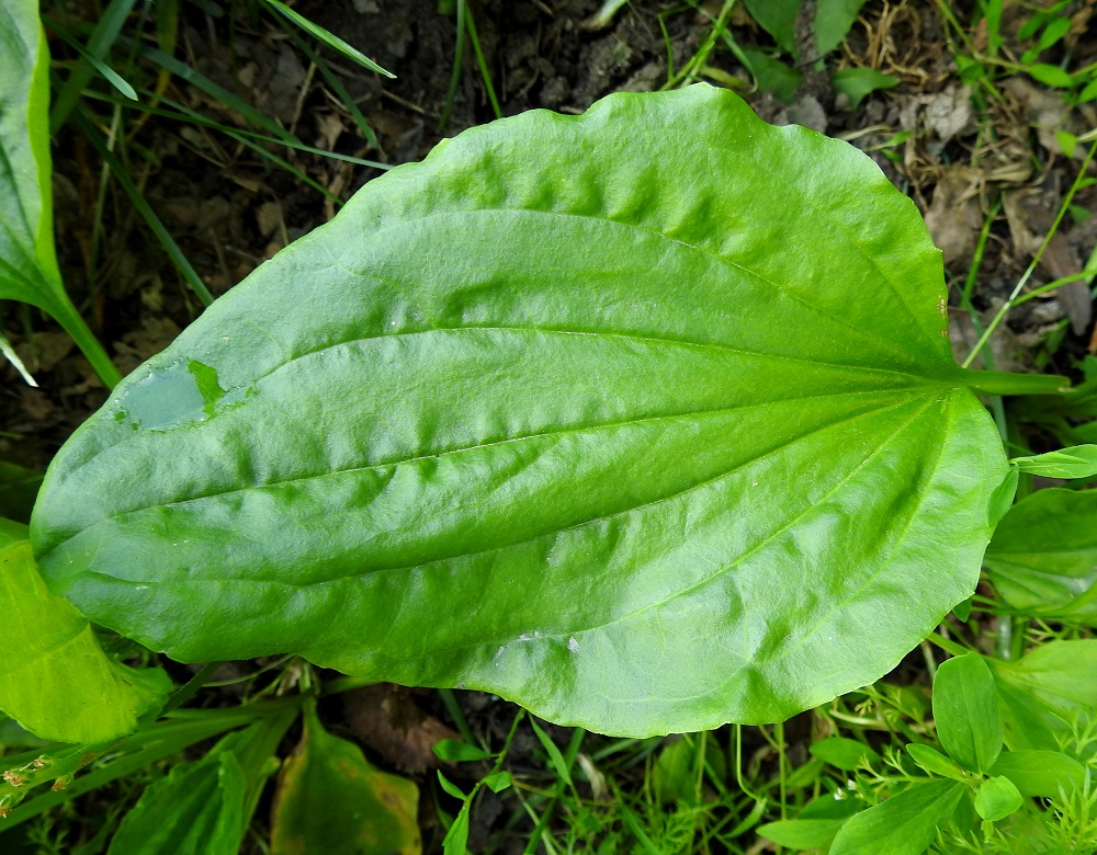 Plantago major subsp. major - kyläpiharatamon lehtilapa on kalju tai nuorena niukkakarvainen, tavallisesti noin 4-12 cm pitkä ja leveimmältä kohtaa noin 3-9 cm leveä. Se on yleensä enintään puolitoista kertaa pituutensa levyinen. Kuvan lehdellä suhde on aika tarkkaan juuri puolitoista. Toisella alalajilla, rantapiharatamolla, subsp. intermedia, lehtilapa on tavallisesti yli kaksi kertaa leveytensä pituinen. U, Helsinki, Kulosaari, länsipää, Hopeasalmenranta-tien alkupään laide, 24.6.2024. Copyright Hannu Kämäräinen.