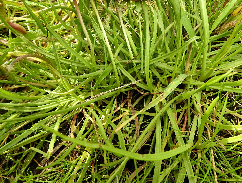 Plantago maritima - meriratamon lehdet ovat yleensä tiheinä ruusukkeina. Ne ovat tasasoukat tai tasasoukan suikeat, möyheät ja vihreät tai harmaanvihreät. Kuvassa meriratamon lehtien joukossa on myös heinien lehtiä. U, Espoo, Hyljelahti, Suomenojan sataman länsipuolinen merenranta-alue, laaja, vaihtelevasti märkä merenrantaniitty, 27.6.2021. Copyright Hannu Kämäräinen.