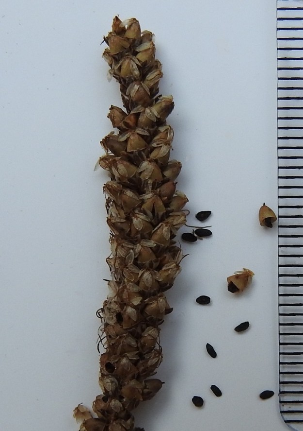 Plantago media - soikkoratamon kota on melkein munanmuotoinen, suipohko- tai pyöreähköpäinen ja kypsänä ruskehtava. Se on yleensä noin 3-4 mm pitkä ja noin 2-2,5 mm leveä. Kota katkeaa suoraan poikittain noin keskikohdasta tai hieman sen alapuolelta. Siemeniä on 2-4. Ne ovat soikeahkot tai hieman kulmikkaat, ruskeat ja noin 1,5-2 mm pitkät. A, Saltvik, Haga, Bergö, kallioalueen länsipuoli lähellä Hönsvikenin pohjukkaa, ruohottuneen mökkitien vierus, 15.8.1993. Kuva näytteestä, copyright Hannu Kämäräinen.