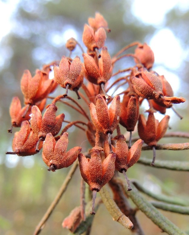 Rhododendron tomentosum - suopursun kota avautuu tyvestään kärkeä kohti 4-5-liuskaisesti ja on suorastaan koristeellisen näköinen. EH, Hattula, Retula, Retulansaarentien ja Vanajaveden Vittiänlahden välinen, mäntyvaltainen, ojitettu rämealue, 20.5.2013. Copyright Hannu Kämäräinen.