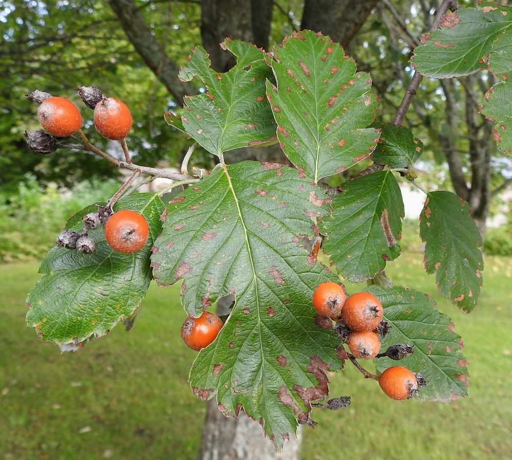 Scandosorbus intermedia - ruotsinpihlajan hedelmä on kukkapohjuksesta paisuva pitkänpyöreä tai pitkulainen marja, joka on aluksi vaaleakarvainen, kypsänä mehevä ja punainen tai punaruskea. Se kypsyy myöhään ja on tavallisesti noin 12-16 mm pitkä sekä noin 10-13 mm leveä. EH, Hämeenlinna, Myllymäki, Suomen kasarmi, puistopuu, 16.9.2024. Copyright Hannu Kämäräinen.