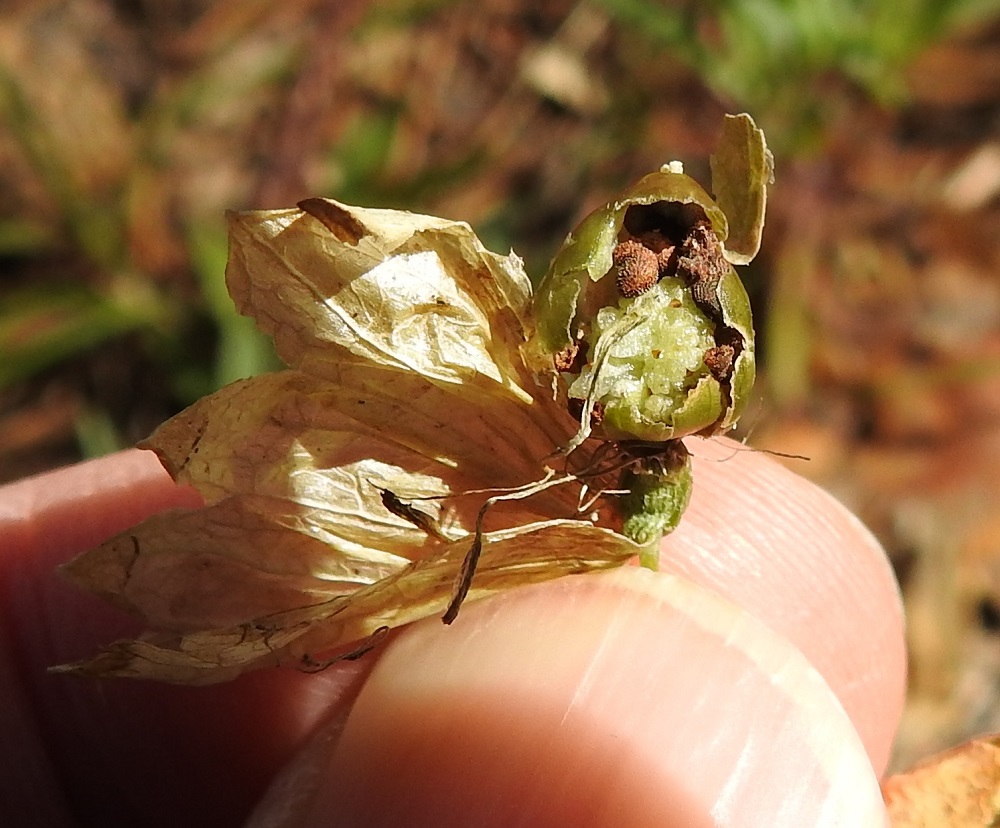 Silene vulgaris subsp. vulgaris var. litoralis - suomenlahdennurmikohokin siemenet ovat pyöreähköjä tai munuaismaisia ja nystermäisiä. Ne ovat ruskeat ja lopulta lähes mustat sekä läpimitaltaan noin 1-2 mm. 13.8.2024. Copyright Hannu Kämäräinen.