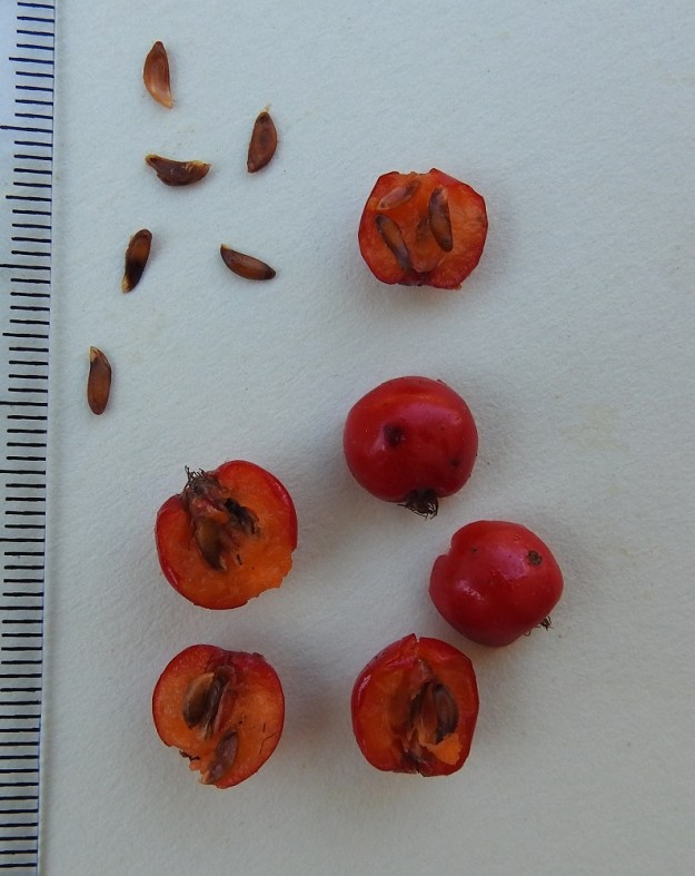 Sorbus aucuparia ssp. aucuparia - etelänkotipihlajan marjassa on kolmesta kuuteen siementä. Ne ovat litteähköt, yleensä toiselta laidaltaan suorat, toiselta kaarevat ja ruskeat sekä noin 4-5 mm pitkät ja leveämmältä sivultaan noin 1-1,5 mm leveät. EH, Hämeenlinna, Loimalahti, Hirsimäki, omakotialue, metsän laita Näsiäntien varrella, 20.9.2024. Copyright Hannu Kämäräinen.