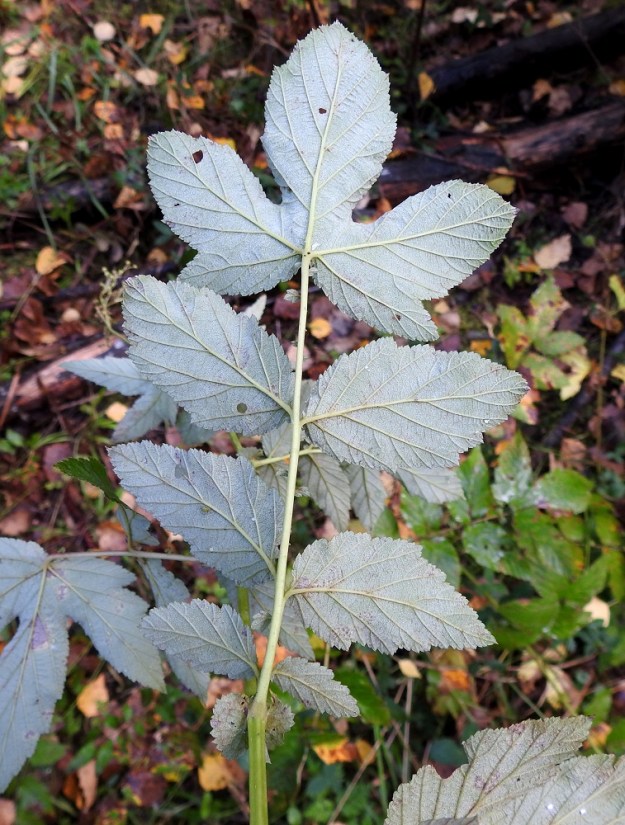 Filipendula ulmaria - (niitty)mesiangervon lehtilavan päätölehdykkä on toisinaan myös viisijakoinen tai tyvellä on kookkaita, liuskamaisia hampaita. Lehdykät voivat olla myös soikeahkot ja lyhytsuippuiset. Lehtilapa on alta tiheästi harmaan tai harmaanvihreän huopakarvainen. EH, Hämeenlinna, Loimalahti, Kuokkamaa, Ali-Raakkulantieltä kaakkoon lähtevän kevyenliikenteenväylän laide ja laitametsikkö, 16.9.2024. Copyright Hannu Kämäräinen.