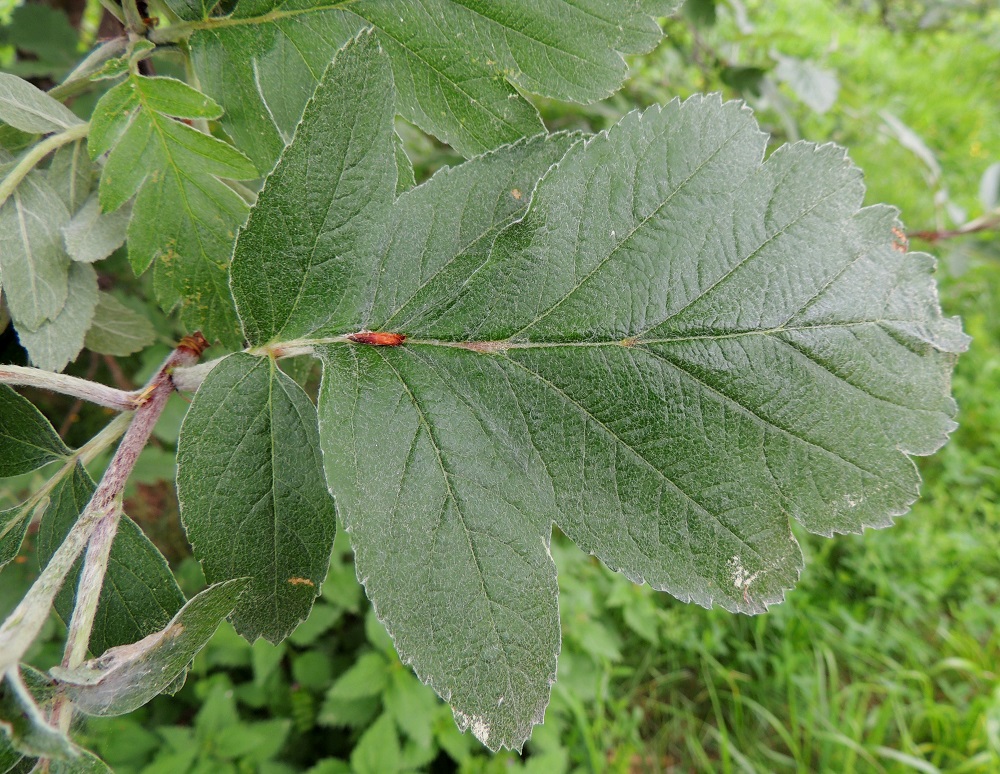 Hedlundia hybrida - suomenpihlajan lehtilapa on soikeahko tai puikeahko, liuskainen ja lehdykkäinen sekä ulkomitoiltaan useimmiten noin 6-12 cm pitkä ja leveimmältä kohtaa noin 4-7 cm leveä. Kärkilehdykkä kattaa valtaosan lehtilavasta, ja se on tyviosastaan syvään liuskainen, ylempää matalaliuskainen ja kärkiosastaan isohampainen. Kukkivan haaran lehtilavassa on kärkilehdykän tyvellä yksi tai kaksi lehdykkäparia. Lehtiruoti on yleensä noin 1,5-2,5 cm pitkä. Ruodin tyvellä olevat korvakkeet ovat hyvin kapeat ja noin 5-10 mm pitkät. Ne varisevat viimeistään kukinnan jälkeen. A, Finström, Godby, Getavägenin (tie 4) varsi hieman kylän luoteispuolella, 30.5.2013. Copyright Hannu Kämäräinen.