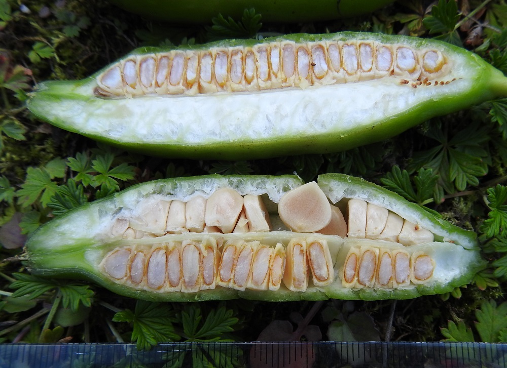 Iris pseudacorus - keltakurjenmiekan kota on kolmilokeroinen. Kuvassa olevassa, kohtisuoraan halkaistussa kodassa kolmas lokero jää toisen puoliskon alapuolelle näkymättömiin. Kuvan kota on noin 80 mm pitkä ja noin 25 mm paksu. Siemenet ovat lokerossaan tiiviissä rivissä. U, Helsinki, Toukola, Arabianranta, Toukolan rantapuisto, Vantaanjoen suualueelle tehdyn lammikon ja siitä mereen laskevan uoman ranta, 13.8.2024. Copyright Hannu Kämäräinen.