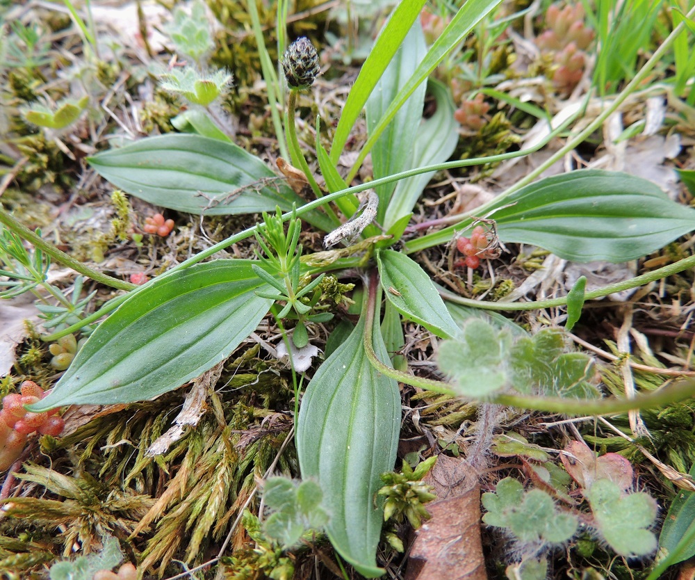 Plantago lanceolata - heinäratamon monimuotoisuus ilmenee myös lehdissä. Toisinaan lehtiruoti on lyhimmillään vain sentin mittainen ja lehdet ovat maanmyötäiset sekä lavaltaan leveän suikeat. Kuvassa on näkyvillä myös valkomaksaruohon, Sedum album ja papelorikon, Saxifraga granulata, lehtiä. A, Lemland, eteläpää, Björkö, Herröskatanin luonnonsuojelualue, niemen kärkeen vievän hiekkatien varren laidunaitauksen kallioketo, 26.5.2013. Copyright Hannu Kämäräinen.