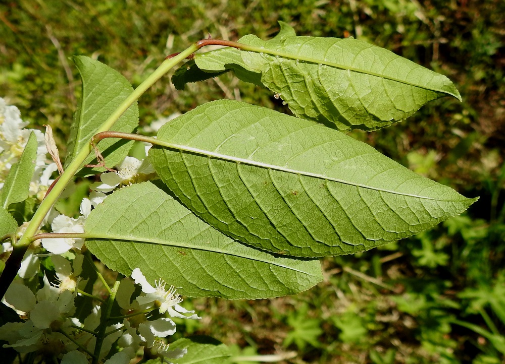 Prunus padus subsp. padus - etelänlehtotuomen lehtiruoti on täysikasvuisissa lehdissä yleensä noin 1-2 cm pitkä. Lehdet ovat alapuolelta vaaleanvihreät ja kaljut, kuten lehtiruoti ja vuosiversokin. Ks, Kuusamo, Juuma, Kitkajoen eteläpuoli Aallokkokosken kohdalla, Jyrävälle vievän polun varsi, kallioinen metsämaasto, 15.6.2019. Copyright Hannu Kämäräinen.
