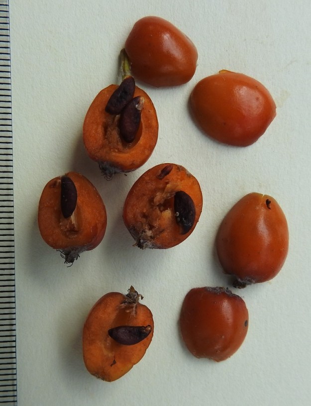 Scandosorbus intermedia - ruotsinpihlajan marjassa täysin kehittyneitä siemeniä on yleensä yhdestä kolmeen. Ne ovat litteähköt, useimmiten toiselta laidaltaan suorat, toiselta kaarevat ja ruskeat sekä noin 7-8 mm pitkät ja leveämmältä sivultaan noin 2,5-3 mm leveät. EH, Hämeenlinna, Myllymäki, Suomen kasarmi, puistopuu, 16.9.2024. Copyright Hannu Kämäräinen.