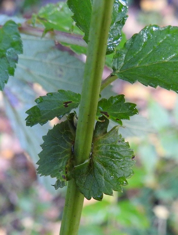 Filipendula ulmaria - (niitty)mesiangervon varsilehtien korvakkeet ovat puikeat, siipimäiset tai lähes puolipyöreät ja hammaslaitaiset sekä noin 5-15 mm pitkät ja noin 3-10 mm leveät. Varret ovat tylppäsärmäiset ja yleensä kaljut. EH, Hämeenlinna, Loimalahti, Kuokkamaa, Ali-Raakkulantieltä kaakkoon lähtevän kevyenliikenteenväylän laide ja laitametsikkö, 16.9.2024. Copyright Hannu Kämäräinen.