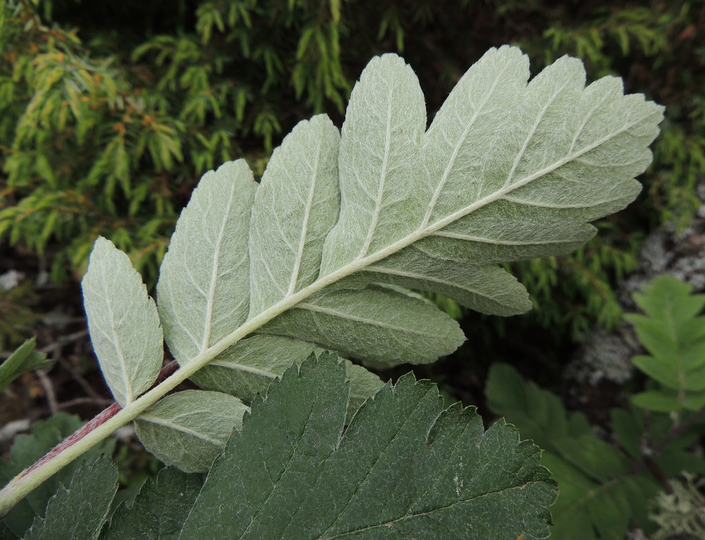 Hedlundia hybrida - suomenpihlajan päätölehdykän ja muiden lehdyköiden reunat ovat terävähampaiset. Lehtilapa on päältä vihreä tai tummanvihreä ja aluksi karvainen mutta myöhemmin kaljuuntuva. Alapuoli on vaalean huopakarvainen ja karvoituksen vuoksi harmaa tai harmaanvihertävä. Kärkilehdykän alapuoliset, erilliset lehdykkäparit ovat osittain limittäiset. Kukattoman haaran lehdissä niitä voi olla kolmekin. A, Lemland, Järsö, Lilla Björkö -niemen eteläpää, Söderfjärden-merenlahden rantakallioalue, 9.6.2014. Copyright Hannu Kämäräinen.