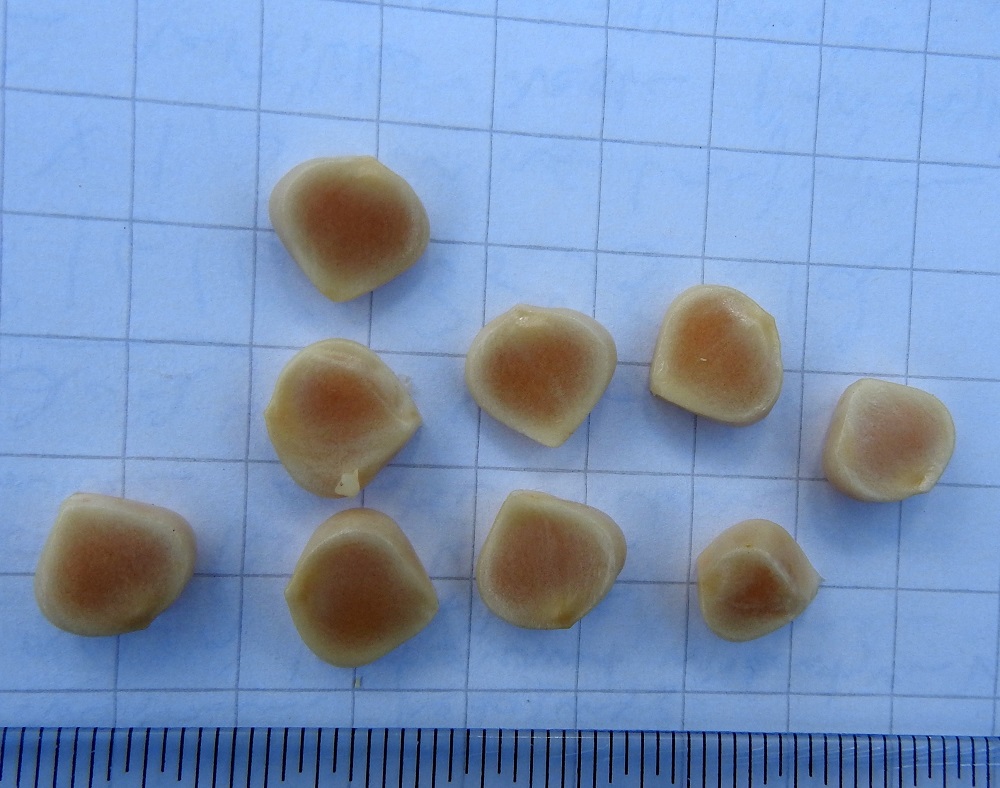 Iris pseudacorus - keltakurjenmiekan siemenet ovat yleensä leveänpuikean pyöreähköt, laattamaisen litteähköt, sileät ja kypsänä ruskeat. Ne ovat noin 7-11 mm pitkät ja leveät sekä noin 2-3 mm paksut ja kelluvat. Kuvassa olevien siementen kypsyminen on vielä kesken. U, Helsinki, Toukola, Arabianranta, Toukolan rantapuisto, Vantaanjoen suualueelle tehdyn lammikon ja siitä mereen laskevan uoman ranta, 13.8.2024. Copyright Hannu Kämäräinen.