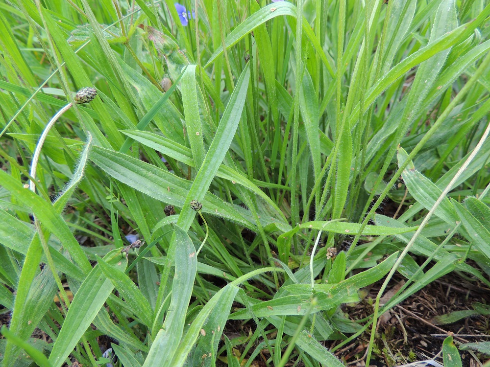 Plantago lanceolata - heinäratamon lehdet ovat useimmiten suikeat tai tasasoukan suikeat. Kapeimmillaan ne muistuttavat heinien lehtiä. Ruoti on pisimmillään noin 15 cm ja jopa lavan mittainen. A, Lemland, Järsö, Häggsuddeniin vievän pikkutien varren kallioketo Söderfjärdenin pitkän, kiemuraisen merenlahden pohjoispuolella, 9.6.2014. Copyright Hannu Kämäräinen.