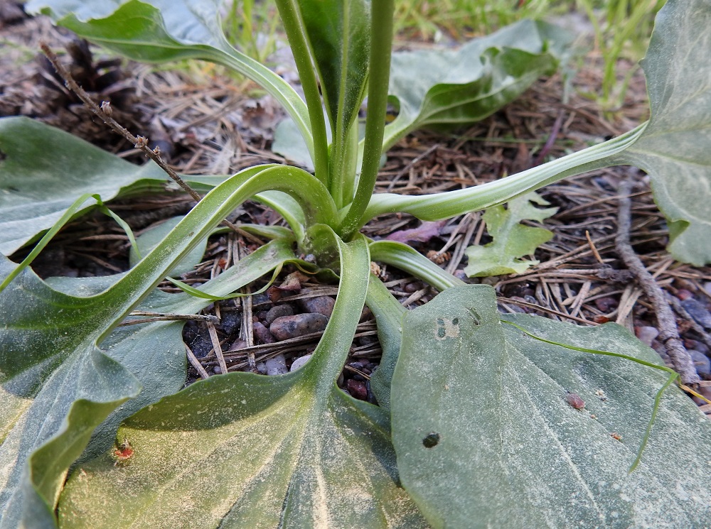 Plantago major subsp. major - kyläpiharatamon, kuten muidenkin ratamoiden, ruusukelehdet ovat korvakkeettomat. Ruoti on voimakkaan kouruinen. U, Hanko, niemen pohjoislaita, Hopearannan (Silverstrand) leirintäalue, merenrantaan vievän pääväylän varren hiekka-alue, 11.6.2021. Copyright Hannu Kämäräinen.