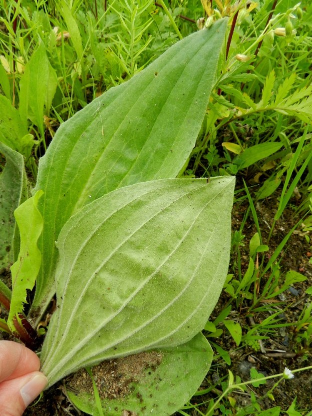 Plantago media - soikkoratamon lehtilapa on tyveltään kiilamainen ja kärjestään loivemmin tai jyrkemmin suippo tai jopa tylpän pyöreähkö. Se on silposuoninen, ehytlaitainen tai harvakseen matalahampainen. Suonia on viidestä yhdeksään. Lapa on päältä vihreä ja alta hieman vaaleampi sekä tavallisesti noin 5-15 cm pitkä ja leveimmältä kohtaa noin 2,5-8 cm leveä. EH, Hämeenlinna, Sairio, Sairionranta, Vanajaveden rantaa kulkevan ulkoilureitin ja rata-alueen välinen niitty- ja ketokaista, 30.6.2012. Copyright Hannu Kämäräinen.