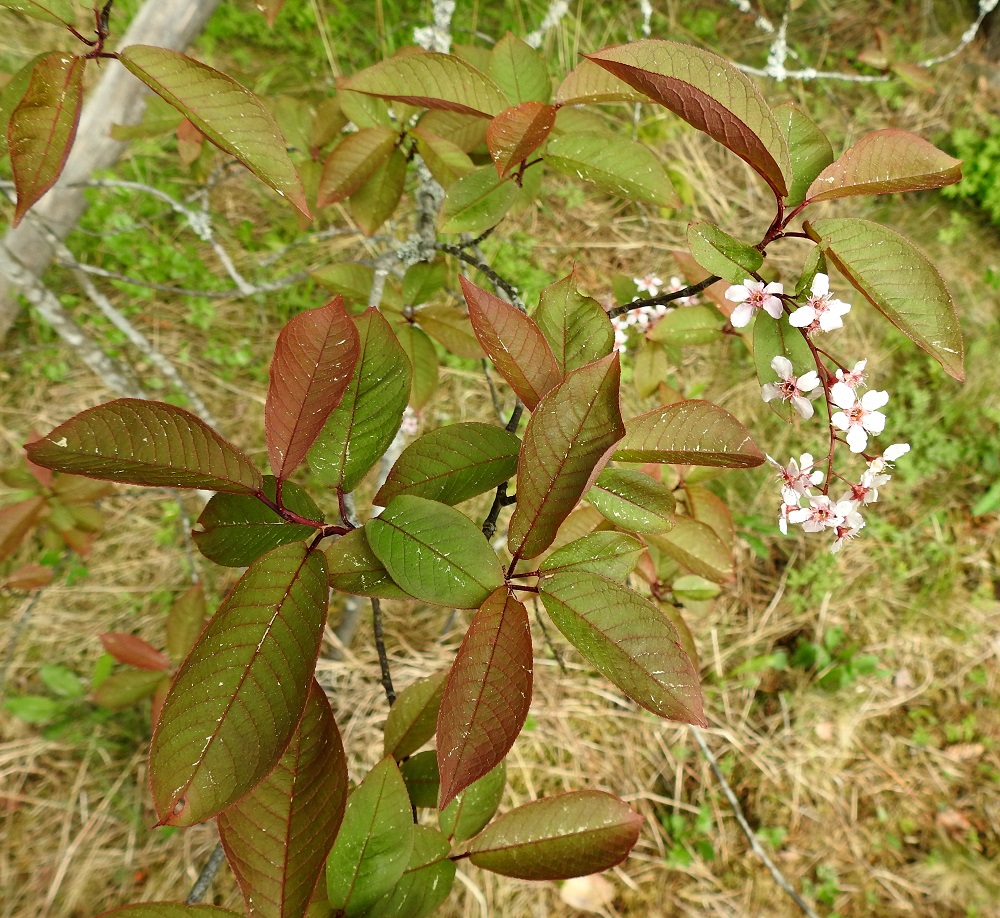 Prunus padus subsp. padus - etelänlehtotuomen luonnonkannasta on jalostettu 'Colorata'-lajike, purppuratuomi, jonka lehdissä, teriössä ja kukkapohjuksessa verhiöineen on enemmän tai vähemmän punaväriä. Tämä puistojen ja puutarhojen koristepuu on paikoin villiytynyt myös asutuksen lähimaastoon. EH, Hämeenlinna, Loimalahti, Hirsimäki, omakotialue, metsäalueen raja Näsiäntien varrella, 23.5.2023. Copyright Hannu Kämäräinen.