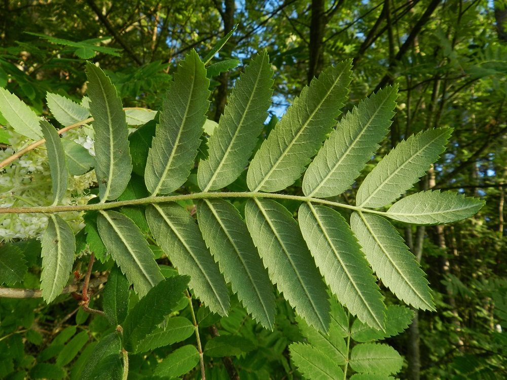 Sorbus aucuparia ssp. aucuparia - etelänkotipihlajan lehdykät ovat pitkulaisen kapeansoikeat tai kapeahkon tasalevyiset, suippokärkiset ja tyveltään pyöristyneet. Laita on terävähampainen. Kuvan lehdessä hammastus yltää lähes tyveen saakka. Aikaisemmin tällainen pihlaja kuului nimimuunnokseen var. aucuparia. Lehdykät ovat alta lähinnä vihreänharmaat ja karvaiset. Ne ovat yleensä noin 2,5-6,5 cm pitkät ja leveimmältä kohtaa noin 0,8-1,5 cm leveät. Myös lehden keskiranka on vaihtelevasti karvainen. U, Hanko, Täktom, etelärannikko, Långören, niemeen johtavan kapean hiekkakannaksen eteläpää Kattrumpan-merenlahden rannan tuntumassa, 18.6.2012. Copyright Hannu Kämäräinen.