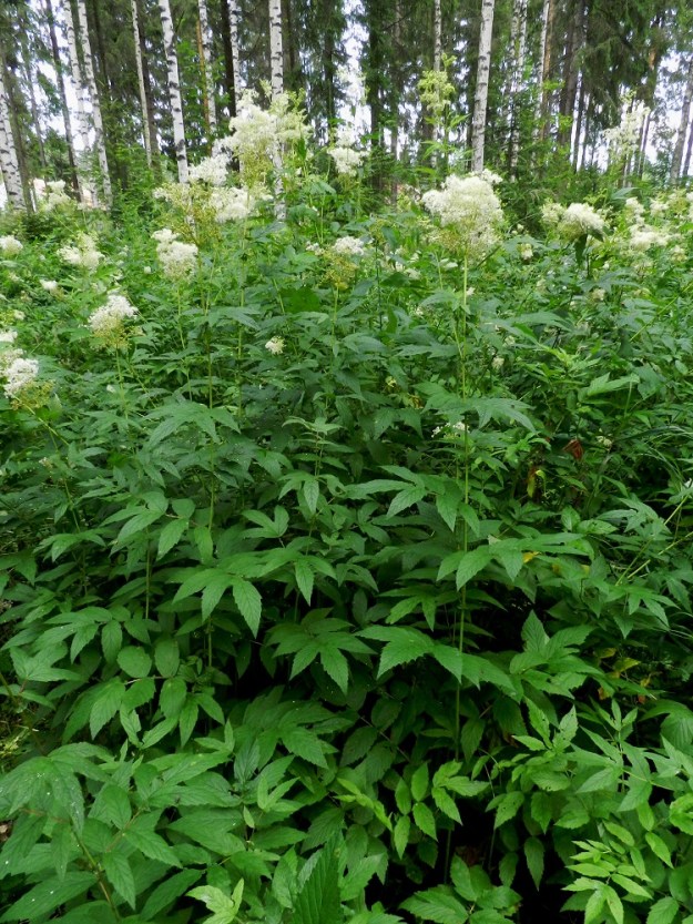 Filipendula ulmaria - (niitty)mesiangervo on alkuperäinen Suomessa. Se on yleinen tai hyvin yleinen kaikissa eliömaakunnissa. Toisinaan kasvustot ovat niin kookkaat, tiheät ja laajat, että niiden läpi on hankala kulkea. EH, Hämeenlinna, Majalahti, Hirsimäki, Näsiäntien ja maakaasulinjan välinen, rehevä metsäalue, 13.7.2011. Copyright Hannu Kämäräinen.