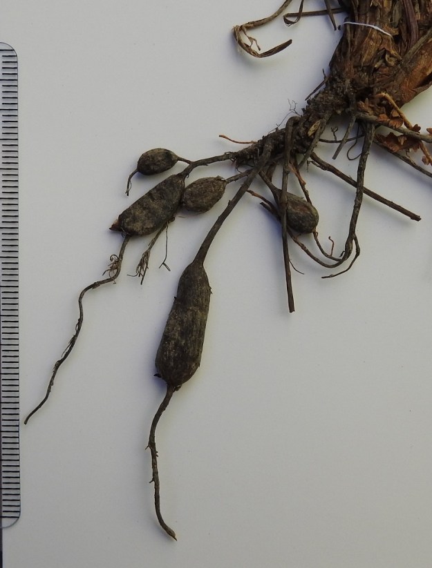 Filipendula vulgaris - sikoangervon juurakon sivujuurista osa on turvonnut pitkulaisiksi, noin 0,5-2 cm:n mittaisiksi mukulajuuriksi. Ne ovat kasvin ravintovarastoja ja toimivat myös leviäiminä. Tärkkelyspitoisia juurimukuloita käytettiin menneinä aikoina ravinnoksi. Suomalaisen nimen juuret juontavat aikaan, jolloin siat laidunsivat suhteellisen vapaasti ja mielellään tonkivat mukuloita ruoakseen. V, Paimio, Suksela, Paimionjoen länsiranta Askalan voimalaitoksen kohdalla, jyrkän törmän ketorinne hevoshaan vieressä, 23.6.2000. Kuva näytteestä, copyright Hannu Kämäräinen.