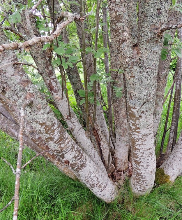 Hedlundia hybrida - suomenpihlajan rungot ja haarat ovat harmaat tai harmaanruskeat ja sileät. Puumaisten yksilöiden rungon läpimitta on usein 10-20 cm, mutta voi vanhoilla yksilöillä olla paksumpikin. A, Finström, Godby, Getavägenin (tie 4) varsi hieman kylän luoteispuolella, 30.5.2013. Copyright Hannu Kämäräinen.