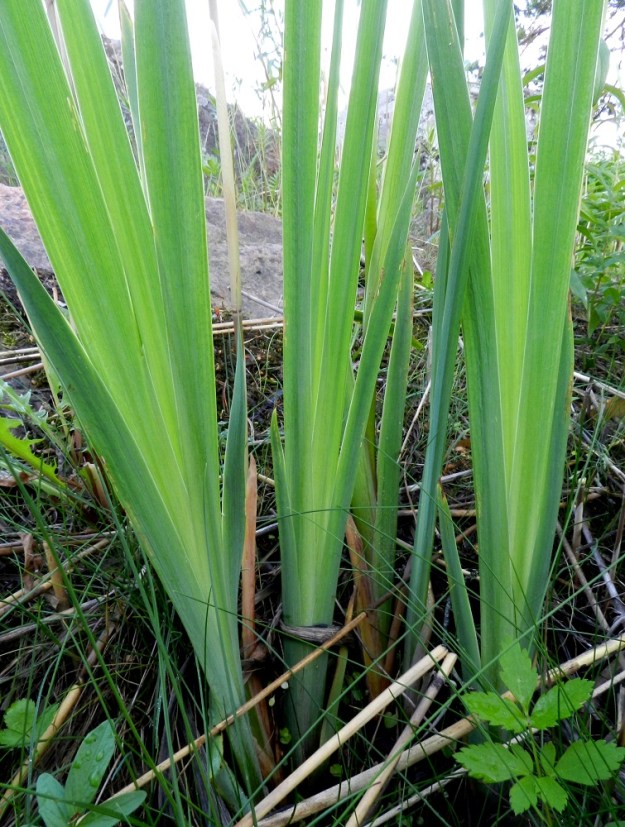 Iris pseudacorus - keltakurjenmiekan aluslehtien tyviosa on teräväkouruinen. Kouru mataloituu vähitellen ylöspäin sileäksi lehtipinnaksi. Tyvilehdet ovat kouruosaltaan tiiviisti sisäkkäiset. Lehdet ovat silposuoniset, ja vihreät tai sinivihreät. U, Loviisa, Pernaja, Grevböle, Hormnäsfjärdenin Hormvikenin vetinen merenrantaniitty, 20.6.2012, 16.7.2016. Copyright Hannu Kämäräinen.