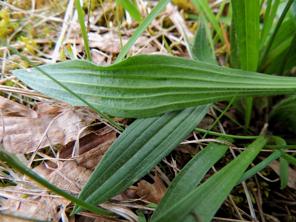 Plantago lanceolata - heinäratamon lehtilapa on tyveltään tasaisesti lehtiruodiksi suippeneva ja kärjestään terävän suippo. Se on ohuehko, silposuoninen, ehytlaitainen tai harvakseen matalahampainen ja vihreä sekä molemmin puolin vaihtelevasti karvainen. Suonia on useimmiten kolmesta viiteen. Lapa on tavallisesti noin 2-20 cm pitkä ja leveimmältä kohtaa noin 0,5-3,5 cm leveä. A, Eckerö, Storby, postitalon eteläpuolinen kallioketoalue, 29.5.2013. Copyright Hannu Kämäräinen.