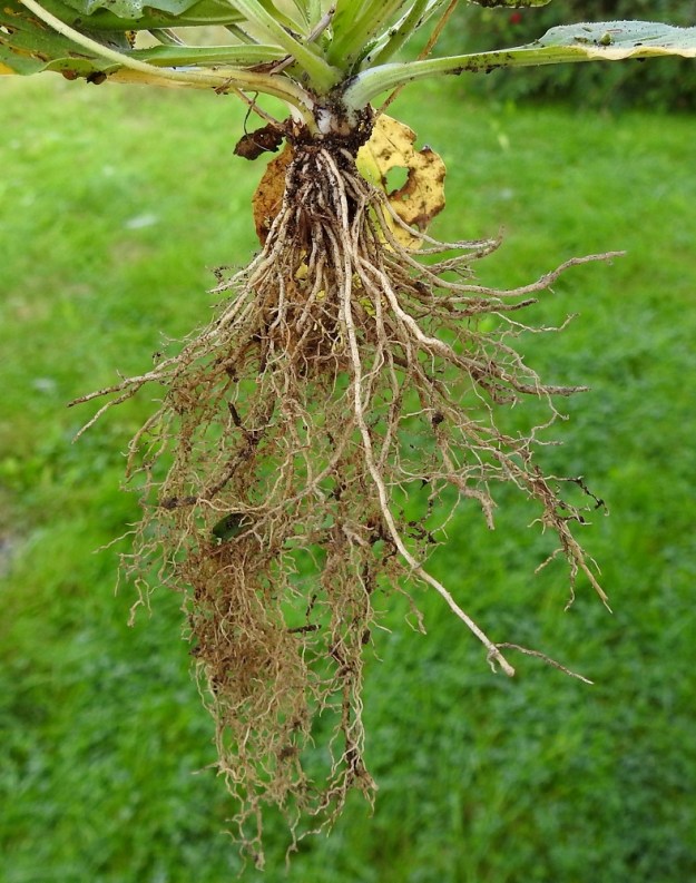Plantago major subsp. major - kyläpiharatamon juurakko on lyhyt, mukulamainen ja kärjestään tiheästi ohutjuurinen. EH, Hämeenlinna, Loimalahti, Hirsimäki, Näsiäntieltä yli kangaskumpareen Esikontielle vievän kävelytien laide noin 10 m Näsiäntieltä, 4.9.2024. Copyright Hannu Kämäräinen.