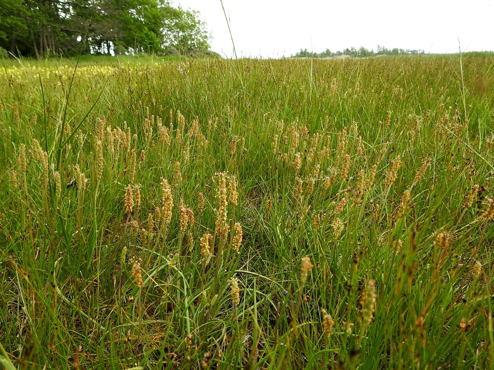 Plantago maritima - meriratamo on Suomessa alkuperäinen ja yleinen rannikkoseuduilla Ahvenanmaalla ja Suomenlahden rannikolla Etelä-Karjalan eliömaakuntaan saakka sekä Pohjanlahden rannikolla Perä-Pohjanmaan eliömaakuntaan saakka. Lisäksi laji on levinnyt tulokkaana sisämaahan tienlaitoja pitkin. Kasvupaikkoina ovat lähinnä merenrantojen niityt, kivikot ja kallionraot sekä valtateiden ja muiden pääväylien varret. A, Lemland, Nåtö, saaren pohjoisosan luonnonsuojelualue, itäosa, laajahkon lahdelman leveä rantaniittykaista, joka aika ajoin vetinen, 18.6.2023. Copyright Hannu Kämäräinen.