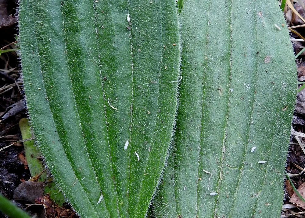 Plantago media - soikkoratamon lehtien yläpinta on valkoisen pehmeäkarvainen. Lehdet ovat Suomen ratamoiden karvaisimmat. A, Finström, Bastö, koilliskulma, Ekudden, tammi- ja saarnivaltainen niemi, 18.6.2023. Copyright Hannu Kämäräinen.