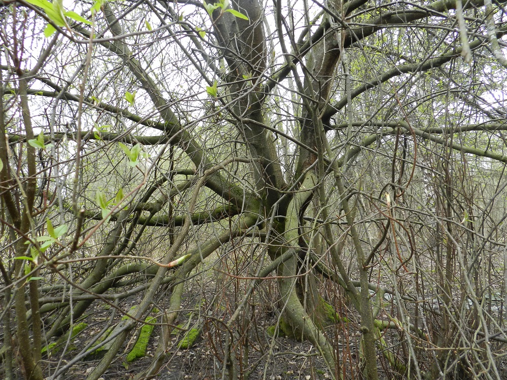 Prunus padus subsp. padus - etelänlehtotuomen juuristo on laajalle levittäytyvä ja pääosa siitä sijaitsee lähellä maanpintaa. Haarat ja oksat ovat tavallisesti pitkiä, joka suuntaan siirottavia tai riippuvia ja maahan asti ulottuessaan myös juurtuvia. Runko ja päähaarat ovat harmaanruskeat ja sileähköt. Iän myötä rungon tyviosa kaarnoittuu. Puumaisten, yksirunkoisten yksilöiden rungon läpimitta voi olla jopa 50 cm. EH, Hämeenlinna, Keinusaari, Varikonniemi, metsittynyt, entinen saha- ja armeijan varikkoalue, niemen tyviosa noin 100 m rata-alueesta, 5.5.2012. Copyright Hannu Kämäräinen.